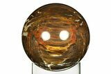 Colorful Polished Petrified Wood Sphere - Arizona #309212-1